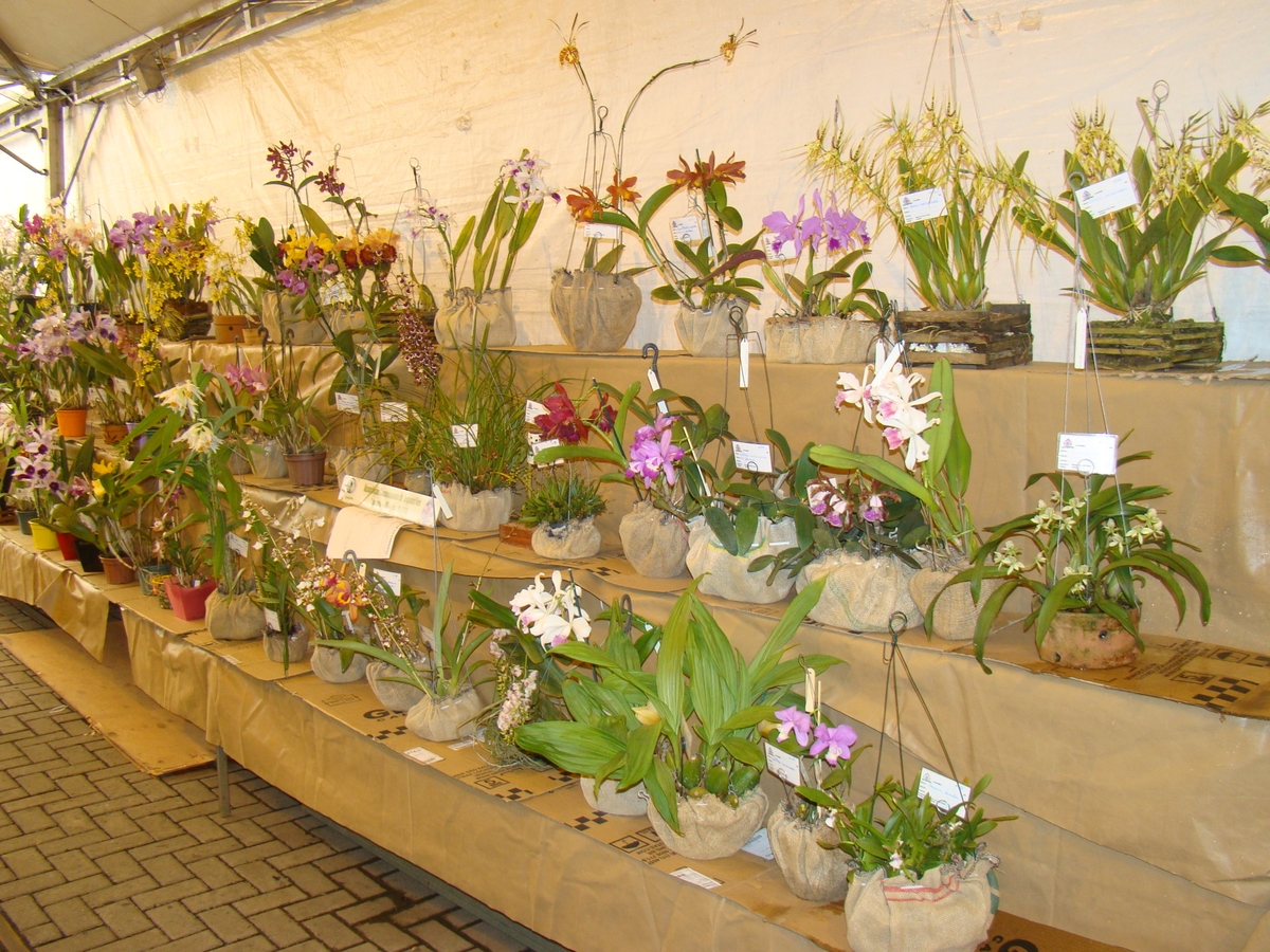 Aluna de Toledo participa de feira científica de Londres com pesquisa de  germinação de orquídeas